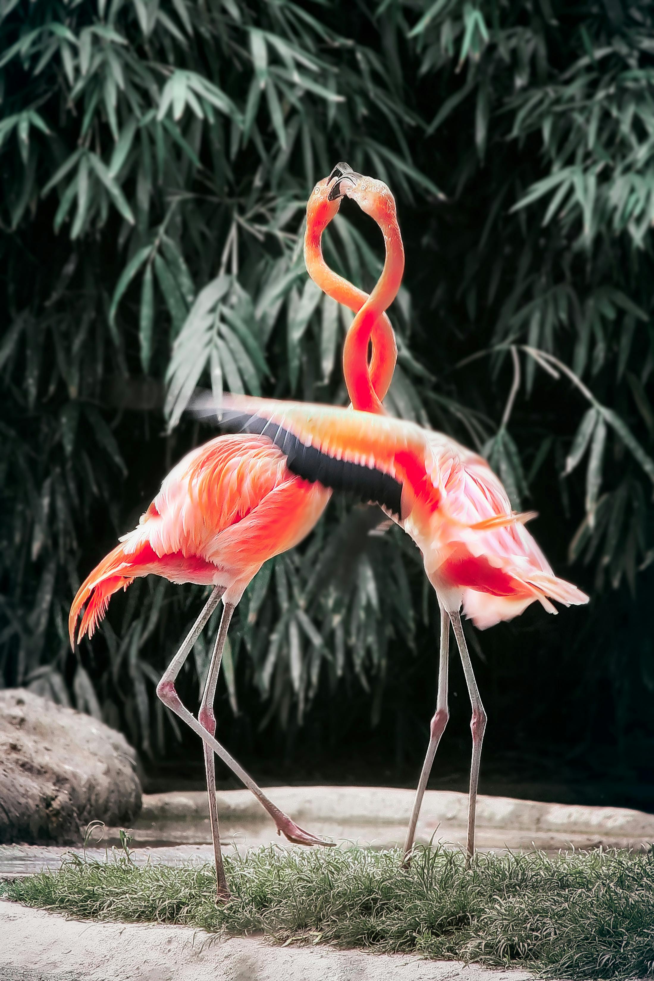 Flamingo Elegance